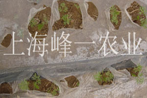 农业产品展示