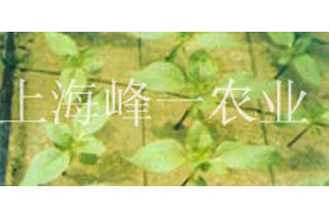 农业产品展示